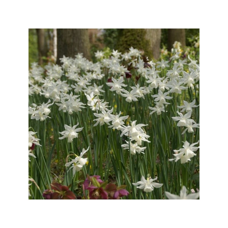 Narcissus 'Thalia'