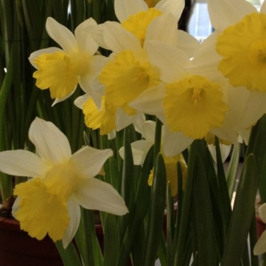 Narcissus 'Topolino' Narcissus 'Topolino'