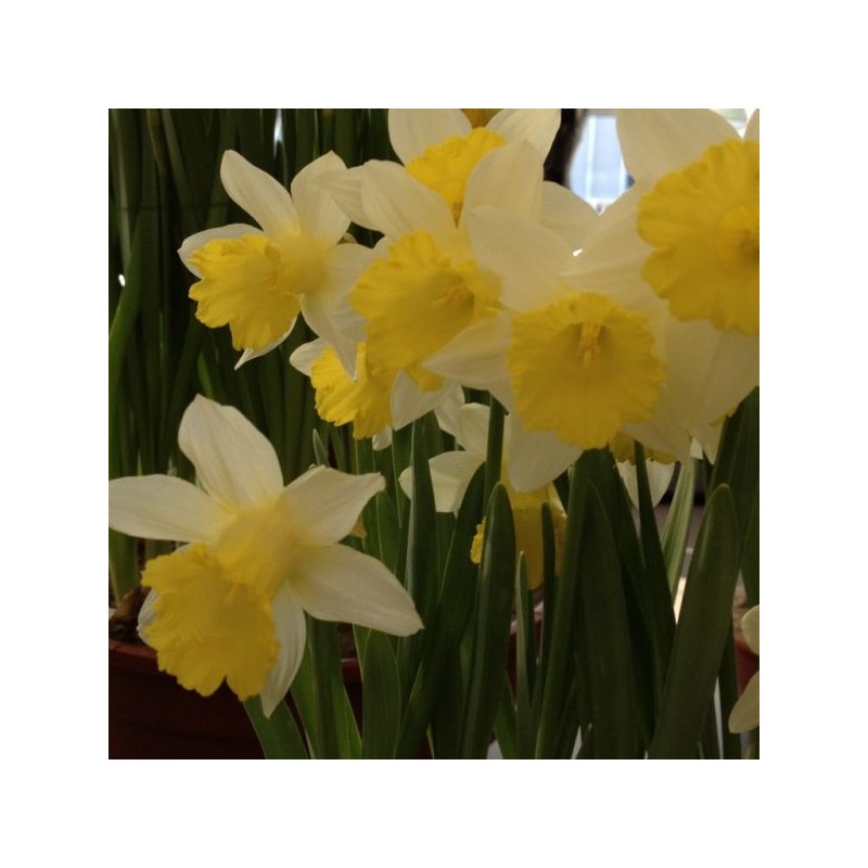 Narcissus 'Topolino' Narcissus 'Topolino'