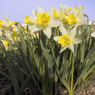 Narcissus 'Topolino' Narcissus 'Topolino'