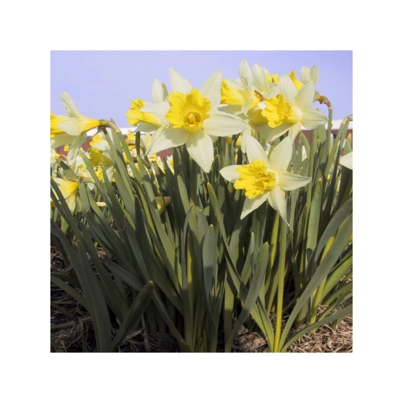 Narcissus 'Topolino' Narcissus 'Topolino'