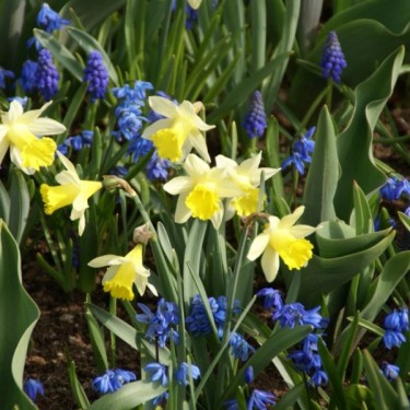 Narcissus 'Topolino' Narcissus 'Topolino'