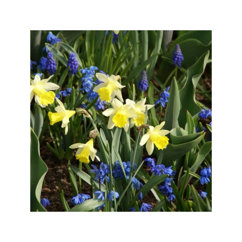 Narcissus 'Topolino' Narcissus 'Topolino'