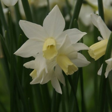 Narcissus 'Toto'