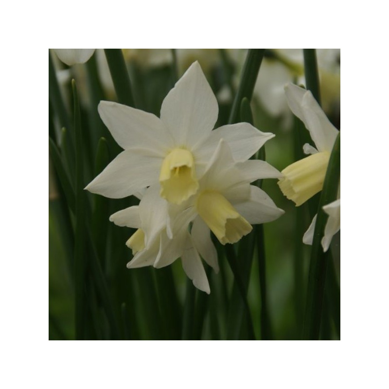 Narcissus 'Toto'