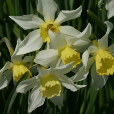 Narcissus 'White Lady'