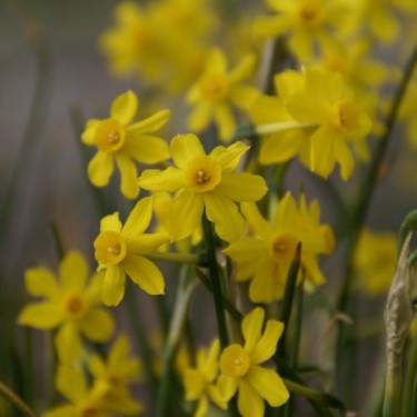 Narcissus jonquilla