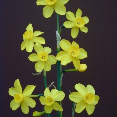 Narcissus jonquilla var. henriquesii