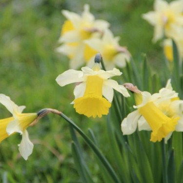 Narcissus pseudonarcissus subsp. lobularis Narcissus pseudonarcissus subsp. lobularis