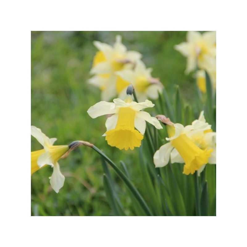 Narcissus pseudonarcissus subsp. lobularis Narcissus pseudonarcissus subsp. lobularis