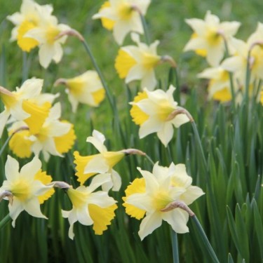 Narcissus pseudonarcissus subsp. lobularis Narcissus pseudonarcissus subsp. lobularis