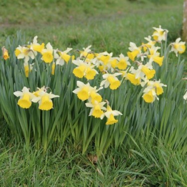 Narcissus pseudonarcissus subsp. lobularis Narcissus pseudonarcissus subsp. lobularis