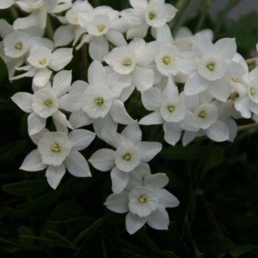 Narcissus watieri