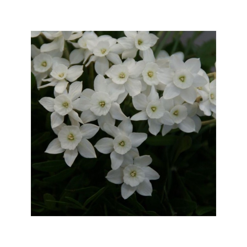 Narcissus watieri