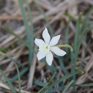 Narcissus watieri