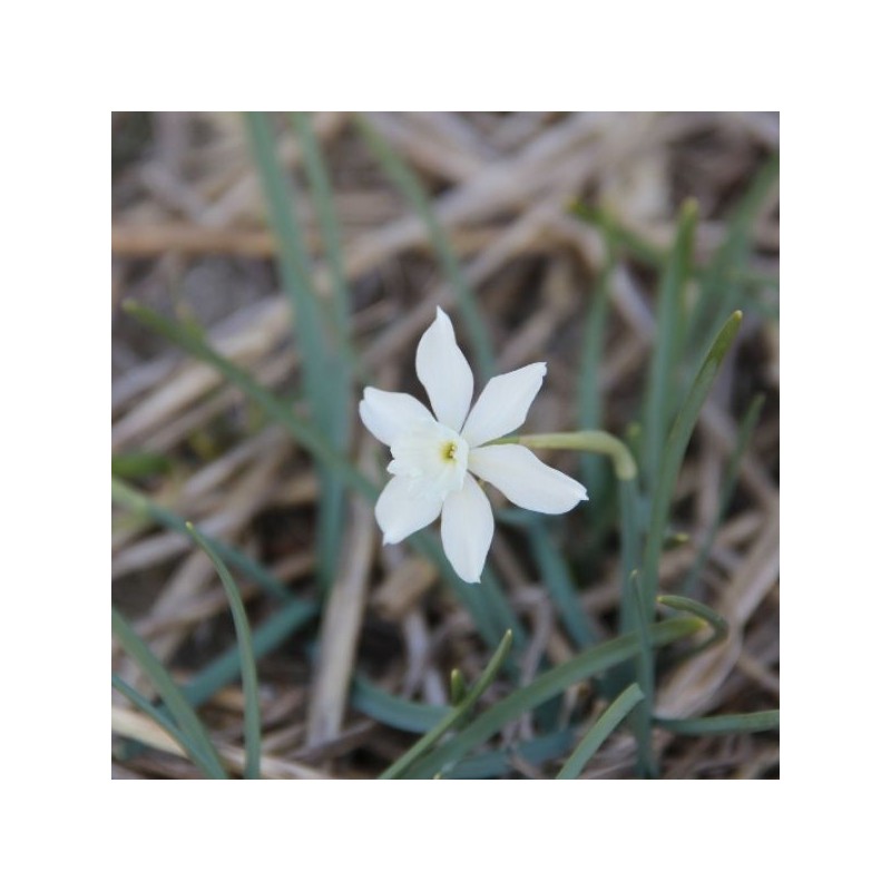 Narcissus watieri