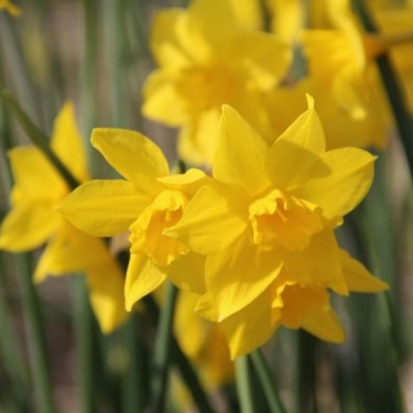 Narcissus x odorus