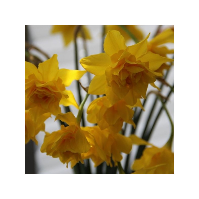 Narcissus x odorus 'Plenus'