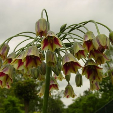 Nectaroscordum siculum subsp. bulgaricum Nectaroscordum siculum subsp. bulgaricum