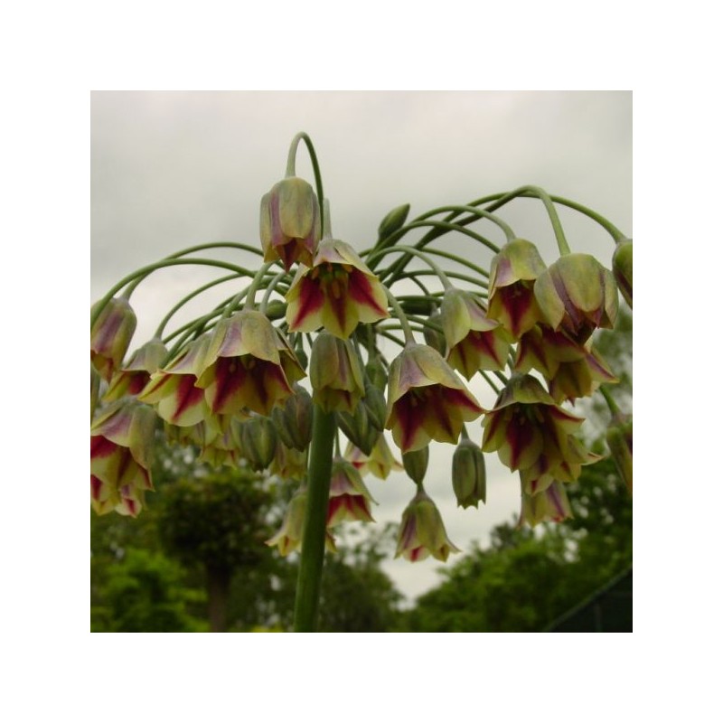 Nectaroscordum siculum subsp. bulgaricum Nectaroscordum siculum subsp. bulgaricum