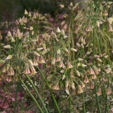 Nectaroscordum siculum subsp. bulgaricum Nectaroscordum siculum subsp. bulgaricum