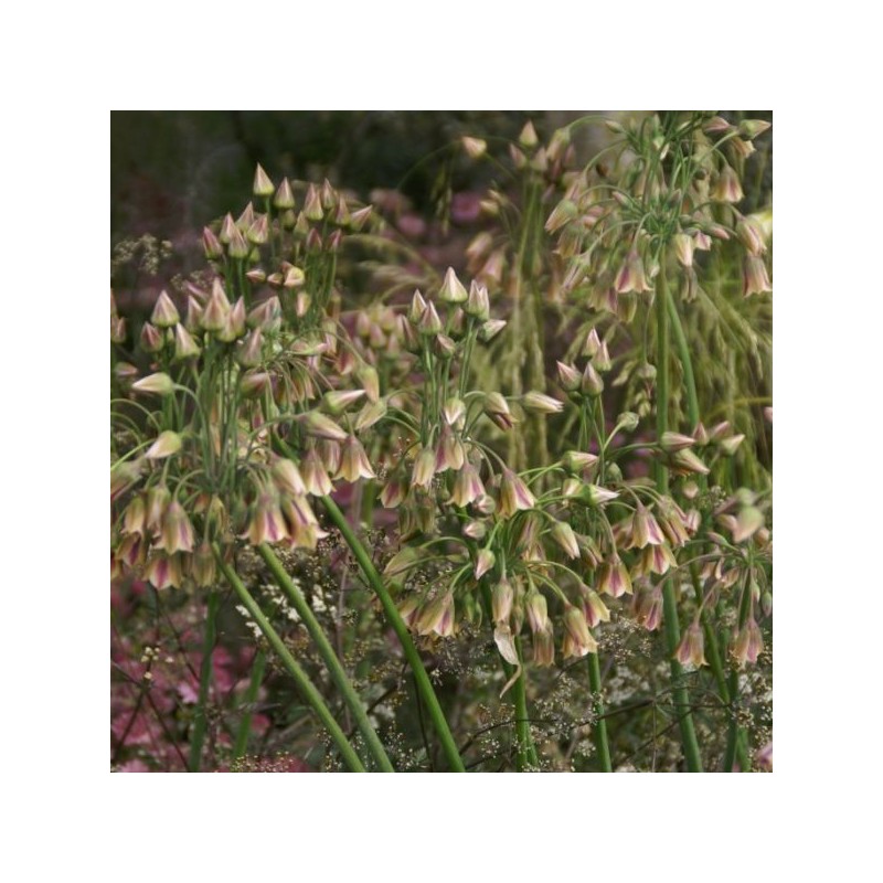 Nectaroscordum siculum subsp. bulgaricum Nectaroscordum siculum subsp. bulgaricum