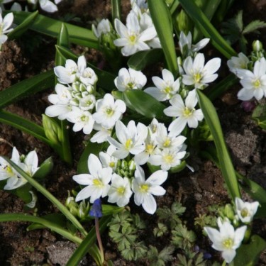 Ornithogalum balansae Ornithogalum balansae