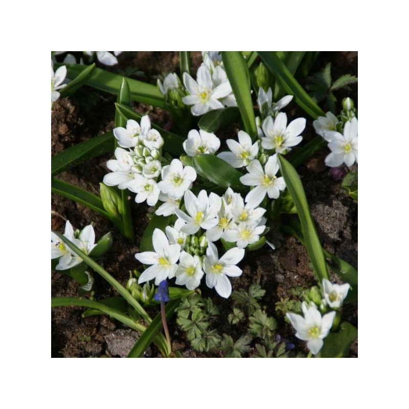 Ornithogalum balansae Ornithogalum balansae