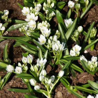 Ornithogalum balansae Ornithogalum balansae