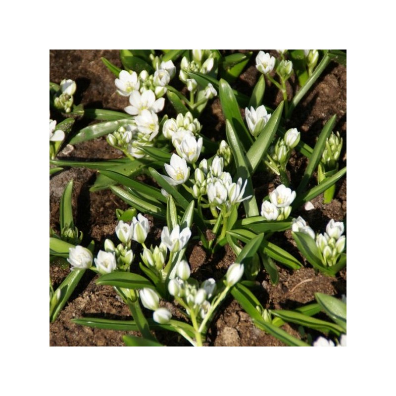 Ornithogalum balansae Ornithogalum balansae