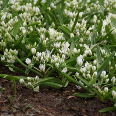 Ornithogalum balansae Ornithogalum balansae