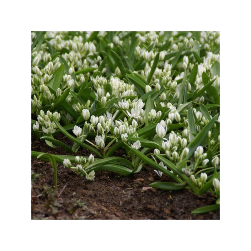 Ornithogalum balansae Ornithogalum balansae