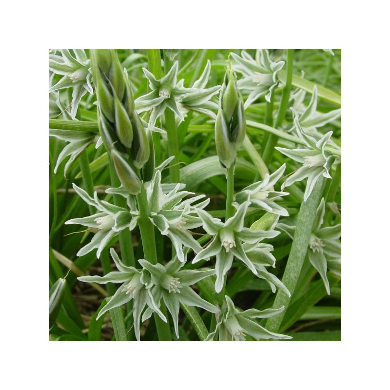 Ornithogalum nutans Ornithogalum nutans