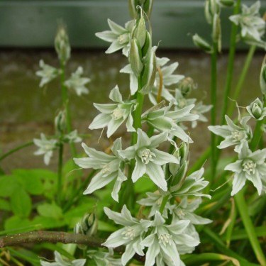 Ornithogalum nutans Ornithogalum nutans