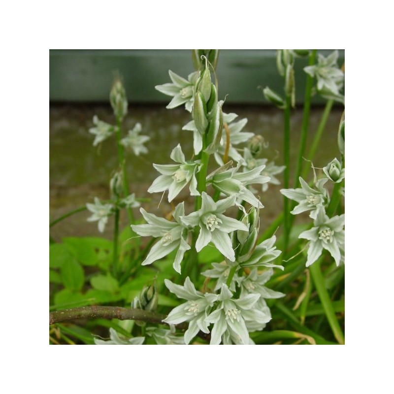 Ornithogalum nutans Ornithogalum nutans