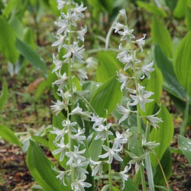 Ornithogalum nutans Ornithogalum nutans