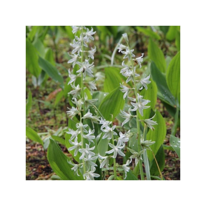 Ornithogalum nutans Ornithogalum nutans