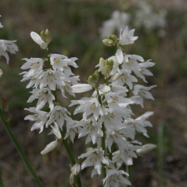 Ornithogalum reverchonii Ornithogalum reverchonii