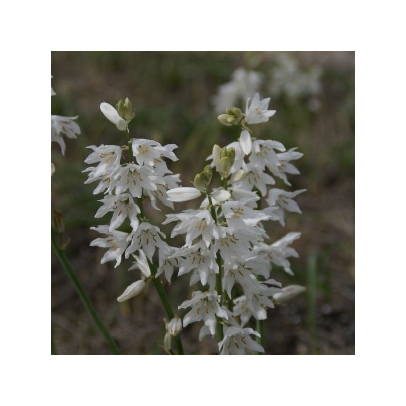 Ornithogalum reverchonii Ornithogalum reverchonii