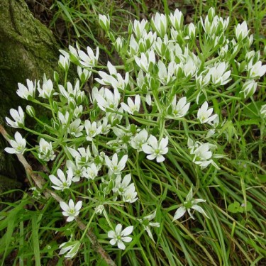 Ornithogalum umbellatum Ornithogalum umbellatum