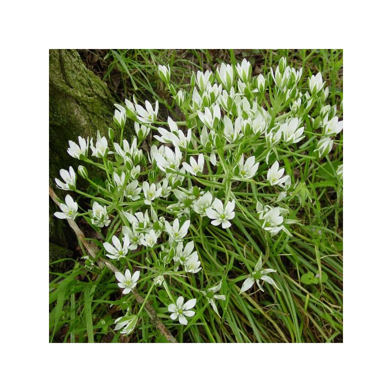 Ornithogalum umbellatum Ornithogalum umbellatum