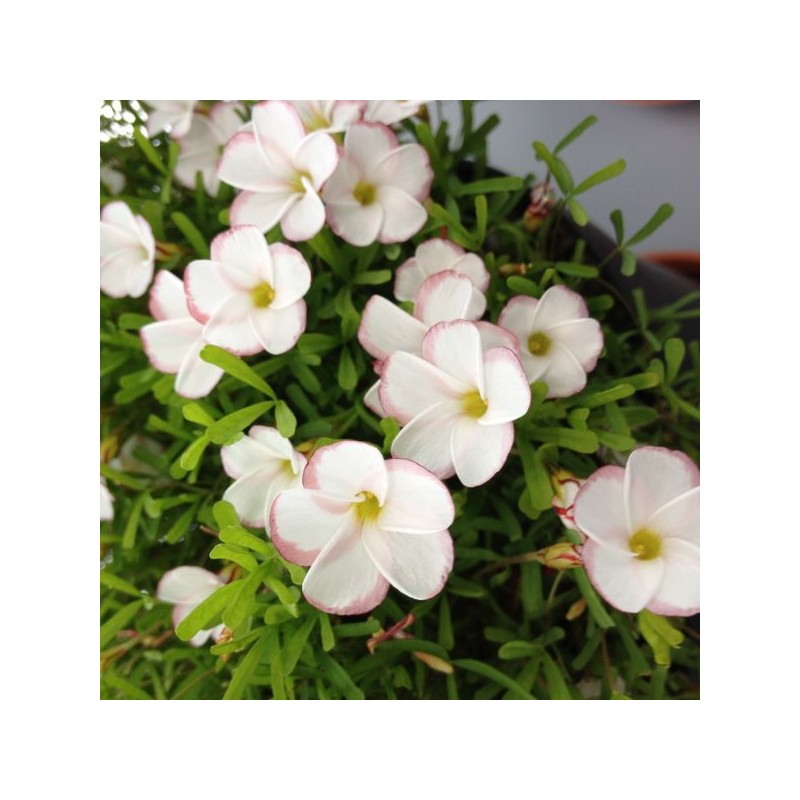 Oxalis versicolor Oxalis versicolor