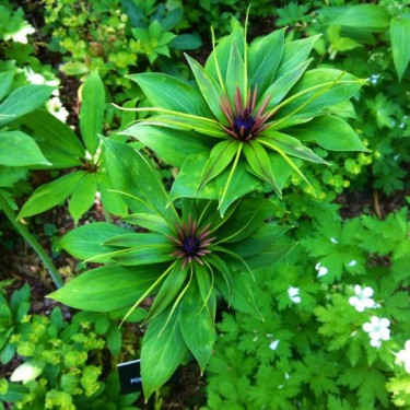 Paris polyphylla