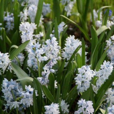 Puschkinia scilloides var. libanotica