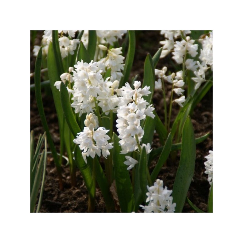 Puschkinia scilloides var. libanotica 'Alba' | Official site of