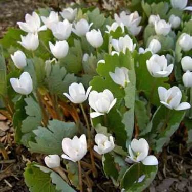 Sanguinaria canadensis