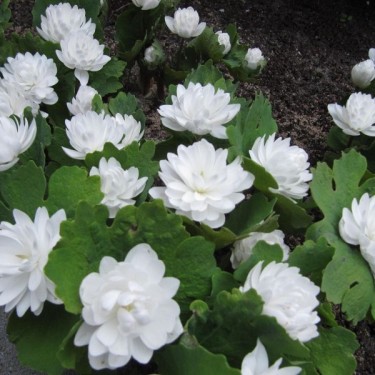 Sanguinaria canadensis 'Multiplex'