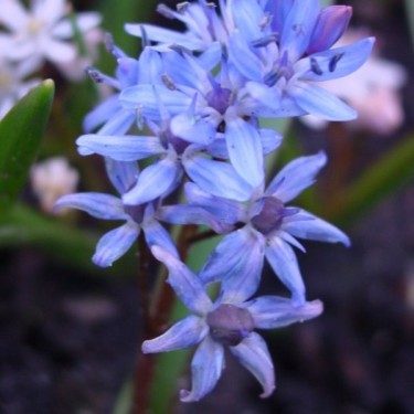 Scilla bifolia Scilla bifolia