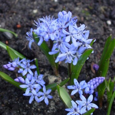 Scilla bifolia Scilla bifolia