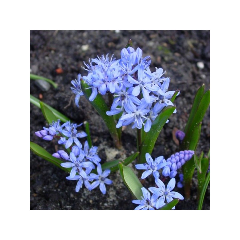 Scilla bifolia Scilla bifolia